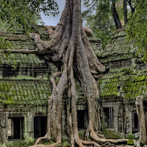 Tree roots on top of ancient stone building